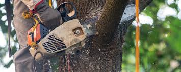 Professional Tree Services in West End Cobb Town, AL