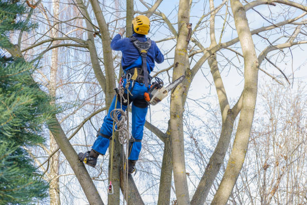 Lawn Maintenance Plans in West End Cobb Town, AL