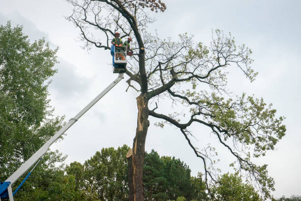 Lawn Pest Prevention in West End Cobb Town, AL
